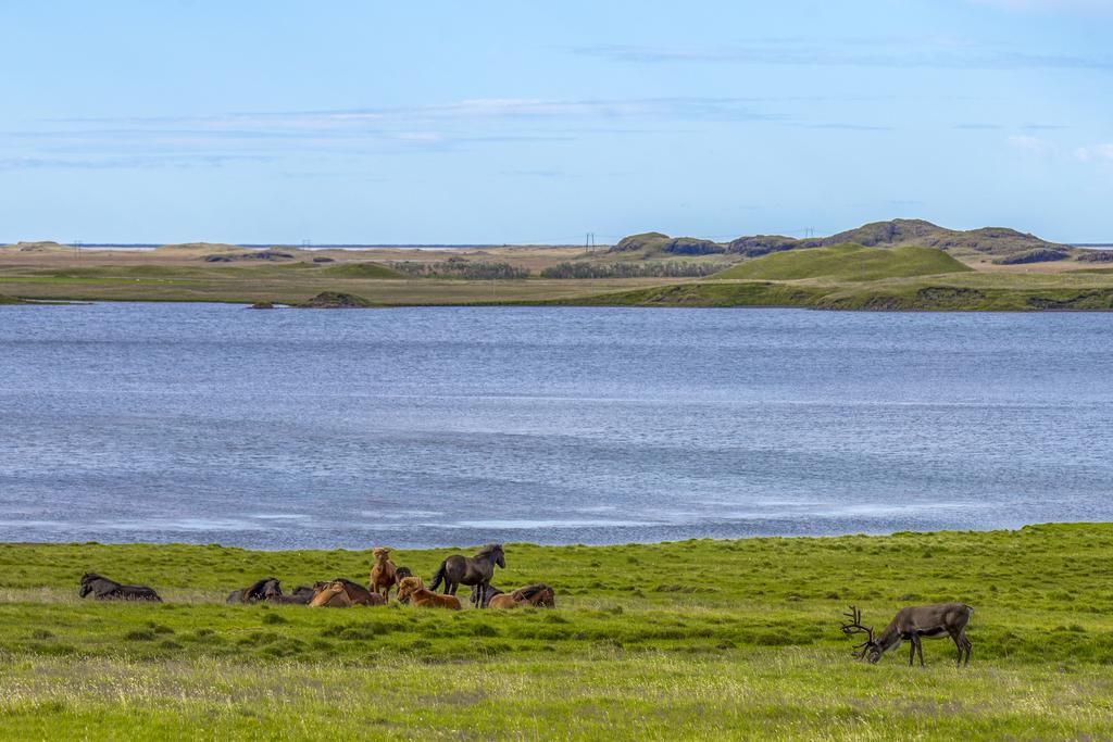 Guesthouse Hvammur Höfn Exteriér fotografie